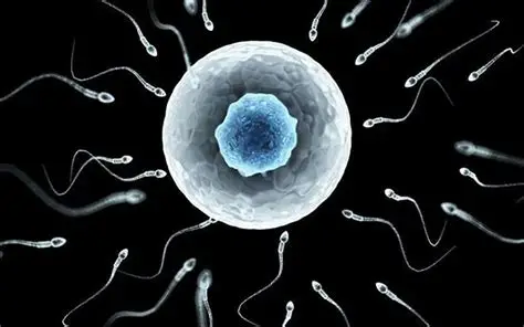 Ilustración de espermatozoides y óvulo — seminograma y fertilidad